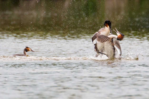 Haubentaucher kämpfen im Wasser