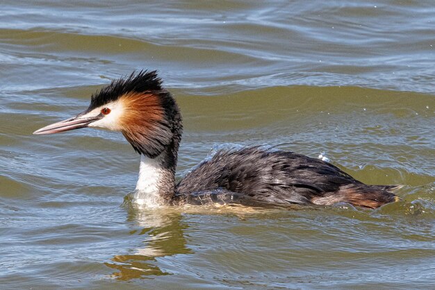 Haubentaucher Podiceps cristatus, bekannt für seine aufwändige gemeinsame Paarungsvorführung in Aiguamolls Emporda Girona, Spanien