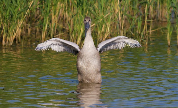 Haubentaucher Podiceps cristatus Junger Vogel, der auf dem Fluss schwimmt, streckt Flügel aus