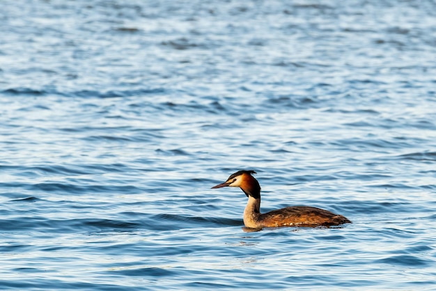 Haubentaucher Podiceps cristatus