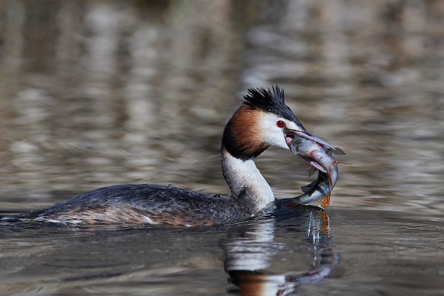 Haubentaucher Podiceps cristatus