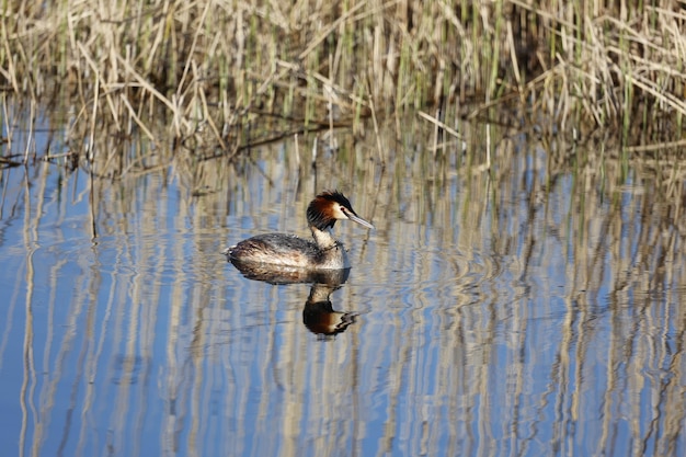 Haubentaucher schwimmen auf einem See in der Frühlingssonne