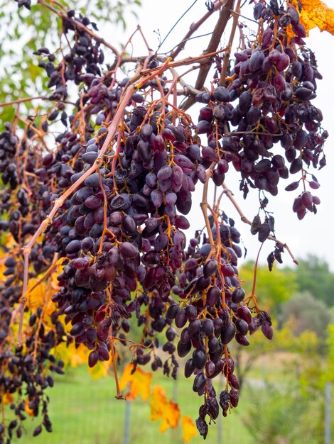 Haufen blauroter moldauischer Trauben und gelbes Herbstlaub in Griechenland nach dem Regen in Griechenland