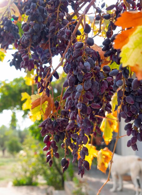 Haufen blauroter moldauischer Trauben und gelbes Herbstlaub in Griechenland