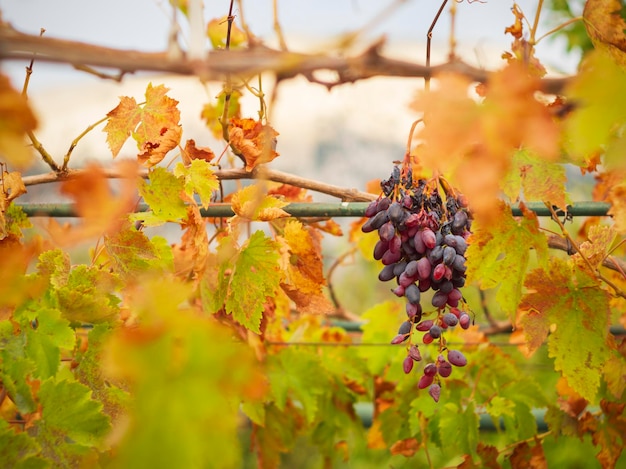 Haufen blauroter moldauischer Trauben und gelbes Herbstlaub in Griechenland