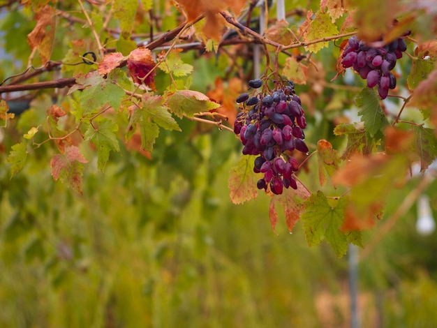 Haufen blauroter moldauischer Trauben und gelbes Herbstlaub in Griechenland