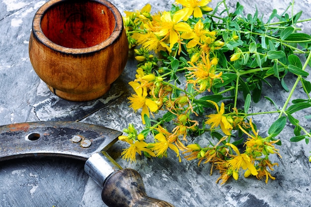 Haufen blühender Hypericum