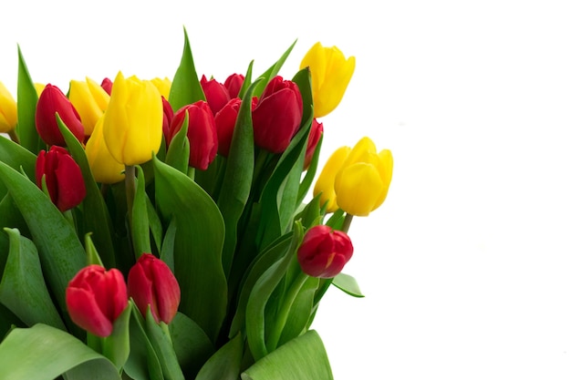 Haufen frischer gelber und roter Tulpenblumen mit grünen Blättern hautnah isoliert auf weißem Hintergrund