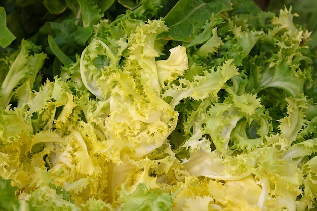 Haufen frischer grüner Salat