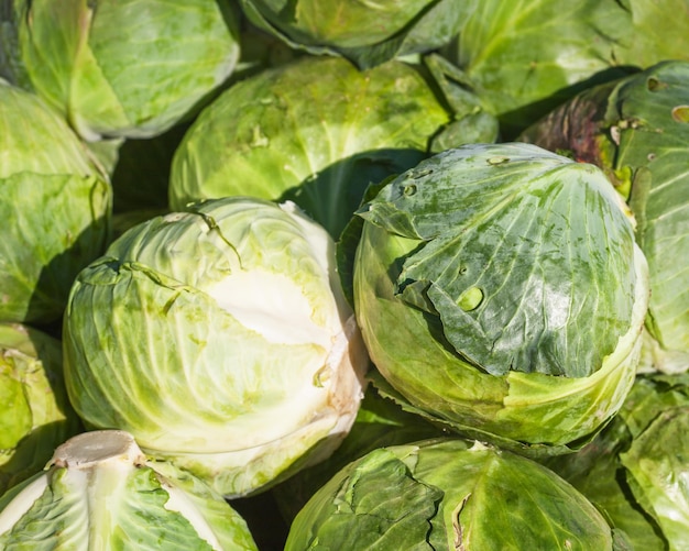 Haufen frischer reifer Weißkohl auf einem Bauernmarkt