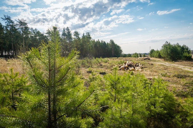 Haufen gefällter Kiefern im Sommerwald und blauer Himmel.