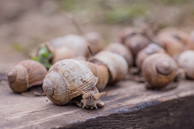 Haufen handverlesener Traubenschnecken Sommertag im Garten