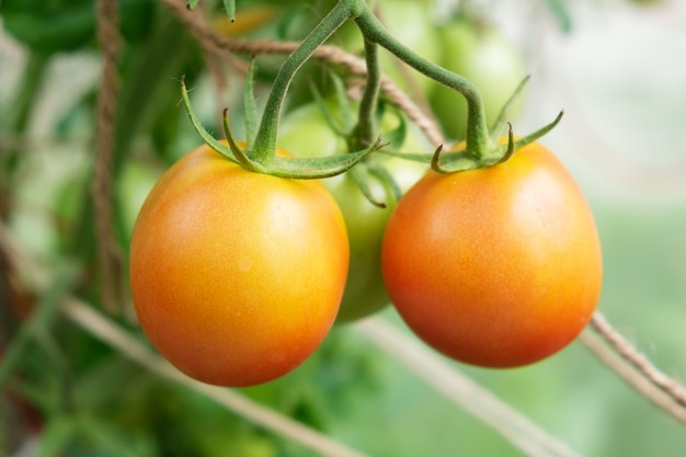 Haufen kleiner Tomaten im Gewächshaus einer kleinen Gemüsefarm