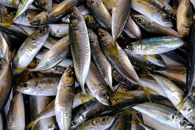 Haufen Makrelen auf einem Fischmarktregal. der Fang der Fischer aus dem Meer.