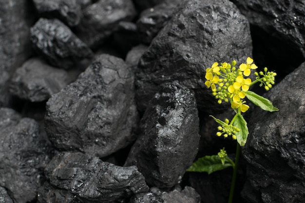 Haufen natürlicher schwarzer Steinkohle für Texturhintergrund mit Blume. Beste Qualität metallurgischer Anthrazitkohlen, die oft als Steinkohle und schwarze Diamantkohle bezeichnet werden