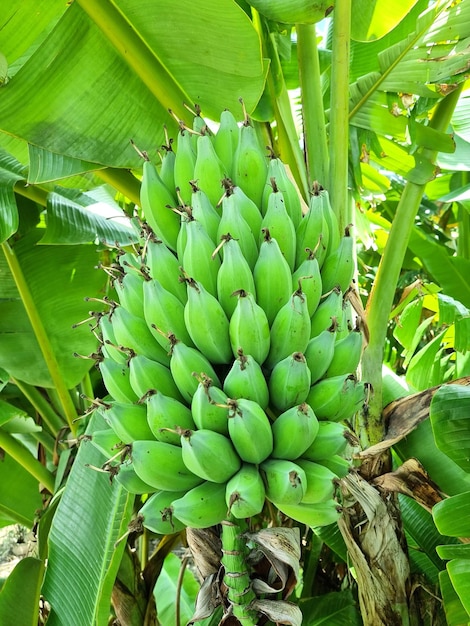 Haufen roher grüner silberner Bluggoe Musa ABB-Gruppe oder thailändische Sprache isKluai Hak Muk auf dem Bananenbaum