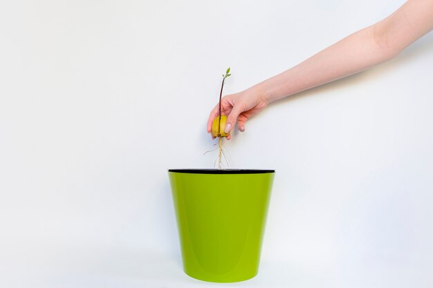 Haufen roter Rosenblätter auf schwarzer Wand.