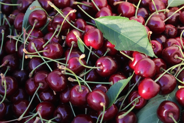 Haufen roter und köstlicher Kirschen im Sommer