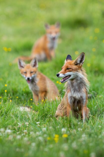 Haufen Rotfuchs, der im Frühjahr auf grüner Weide sitzt