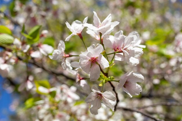 Foto haufen sakura