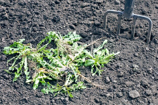 Haufen Unkraut und Heugabel im Garten Konzept-Jäten