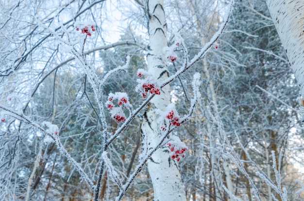 Haufen von Eberesche auf einem Baum unter dem Schnee.