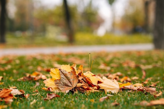 Haufen von Herbstblättern auf dem grünen Gras. Herbstlandschaft. Kalte Jahreszeit.