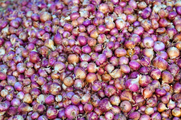 Haufen von roten Zwiebeln. Geerntete Zwiebel auf dem Feld angehäuft.