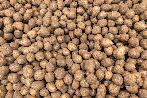 Haufen von schmutzigen rohen ungeschälten Kartoffeln Vollbild schmuckloser Kartoffelhintergrund
