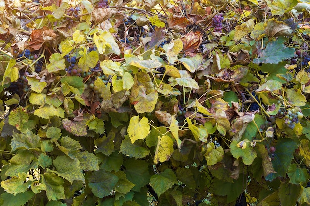 Hauptbusch von blauen reifen Trauben im Herbst