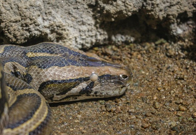 Hauptteil der Pythonschlange auf Steinboden.