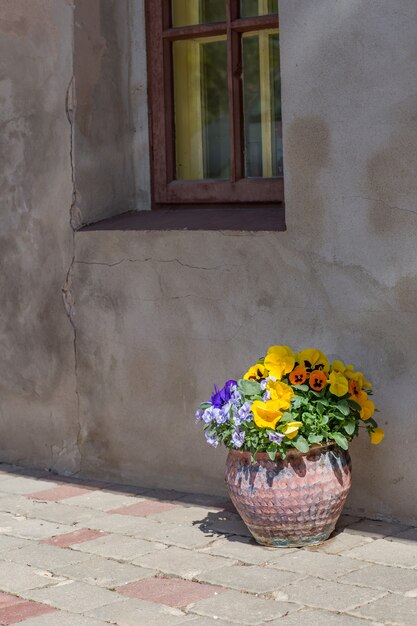 Haus mit Fenster, daneben stehen Blumen in einem Blumentopf