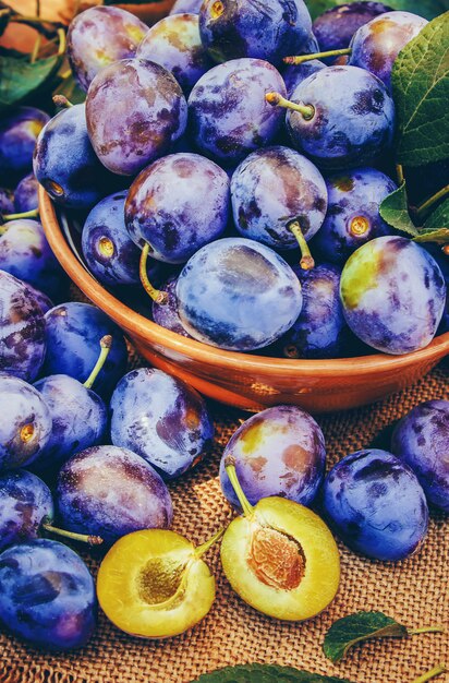 Haus von reifen Pflaumen zur Herstellung von Marmelade. Natur.