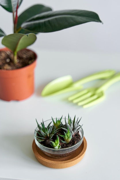 Hausarbeit zum Umpflanzen von Blumen in einen neuen Topf.