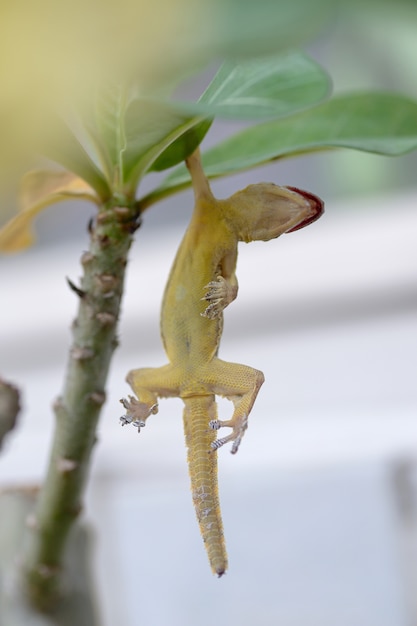 Hausechse oder kleines geko auf Baum