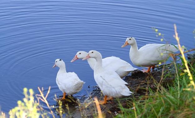 Hausente Anas platyrhynchos domesticus Vier Enten stehen am Fluss