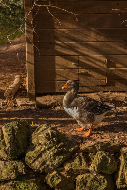 Hausente läuft auf dem Feld