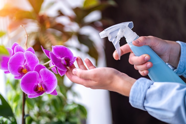 Hausfrau kümmert sich zu Hause um Zimmerpflanzen und besprüht Orchideenblüten mit reinem Wasser aus einer Sprühflasche