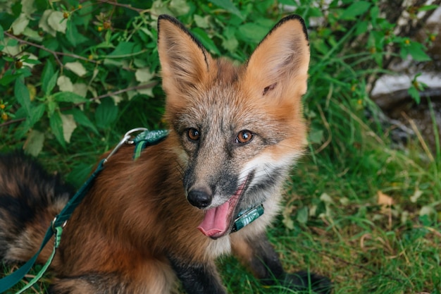 Hausfuchs für einen Spaziergang im Wald Schöne Fuchs-Nahaufnahme