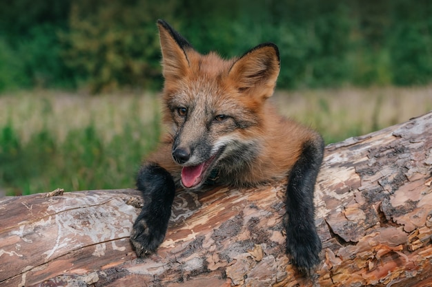 Hausfuchs für einen Spaziergang im Wald Schöne Fuchs-Nahaufnahme