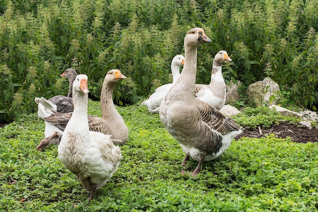 Hausgänse auf Dorfgänsefarm