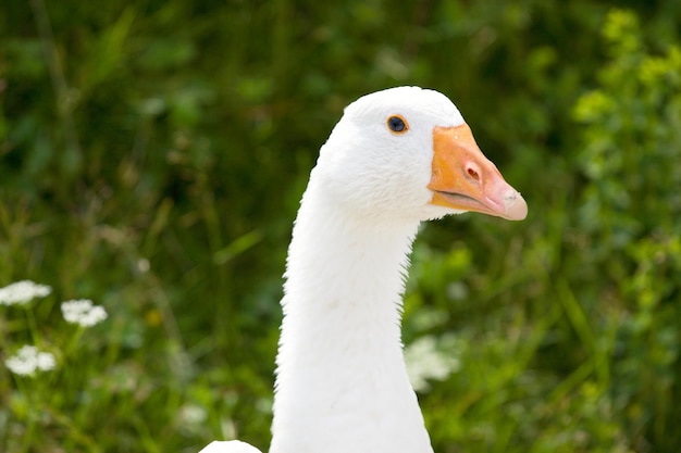 Hausgänse