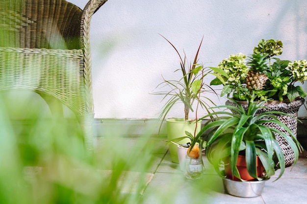 Hausgarten auf dem Balkon mit exotischen Pflanzen in Blumentöpfen