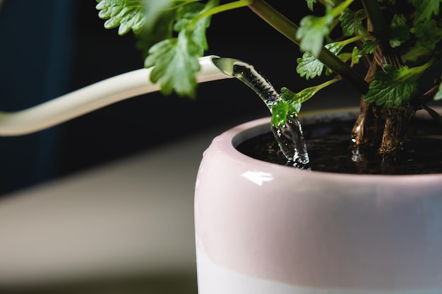 Foto hausgarten-close-up einer bewässerungsdose, die einen topf mit einer hauspflanze bewässert