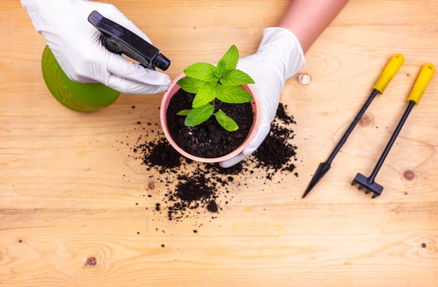 Hausgartenarbeit. Hände mit Handschuhen, die einen Minzbusch in einen Topf pflanzen