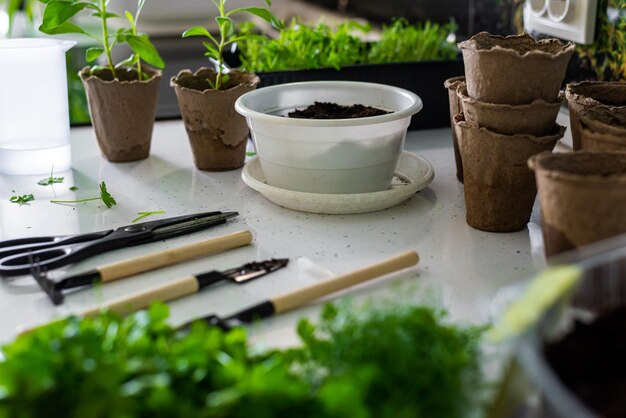 Foto hausgartenblumen und petersilie mit dill in einem topf auf einem tisch, umgeben von gartenwerkzeugen