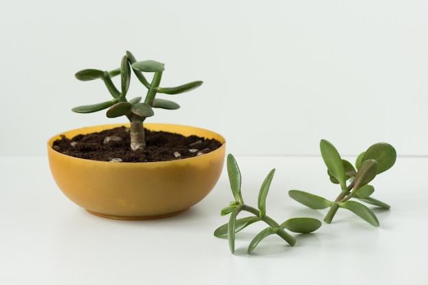 Hausgemachte eingeklemmte Crassula ovata für zukünftige Bonsai und Stecklinge im runden niedrigen Topf und auf weißem Hintergrund
