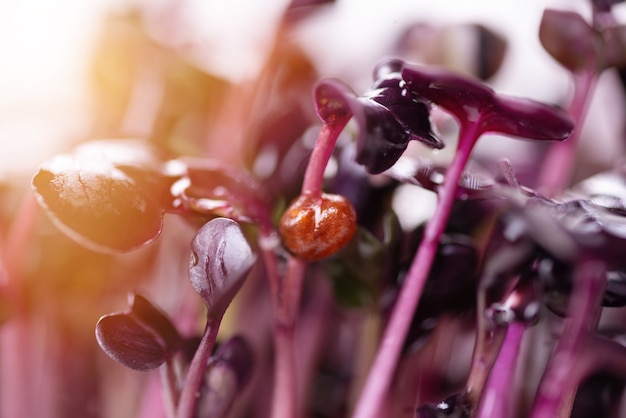 Hausgemachte frische Bio-Microgreens. Mikrogrüner lila Rettich mit Sonnenblendung Nahaufnahme