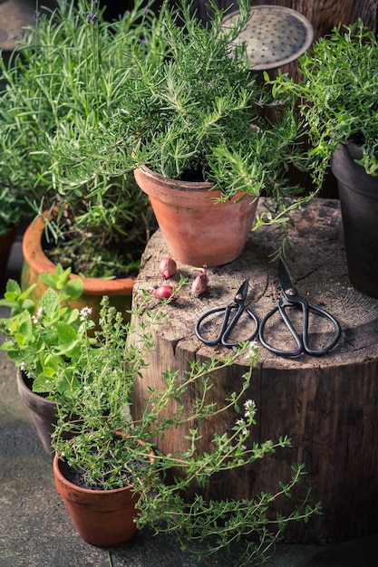 Hausgemachte und aromatische Kräuter auf dem Land