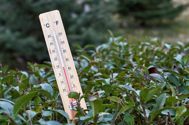 Haushaltsalkoholthermometer in den Zweigen der Pflanze, das die Temperatur in Grad Celsius anzeigt